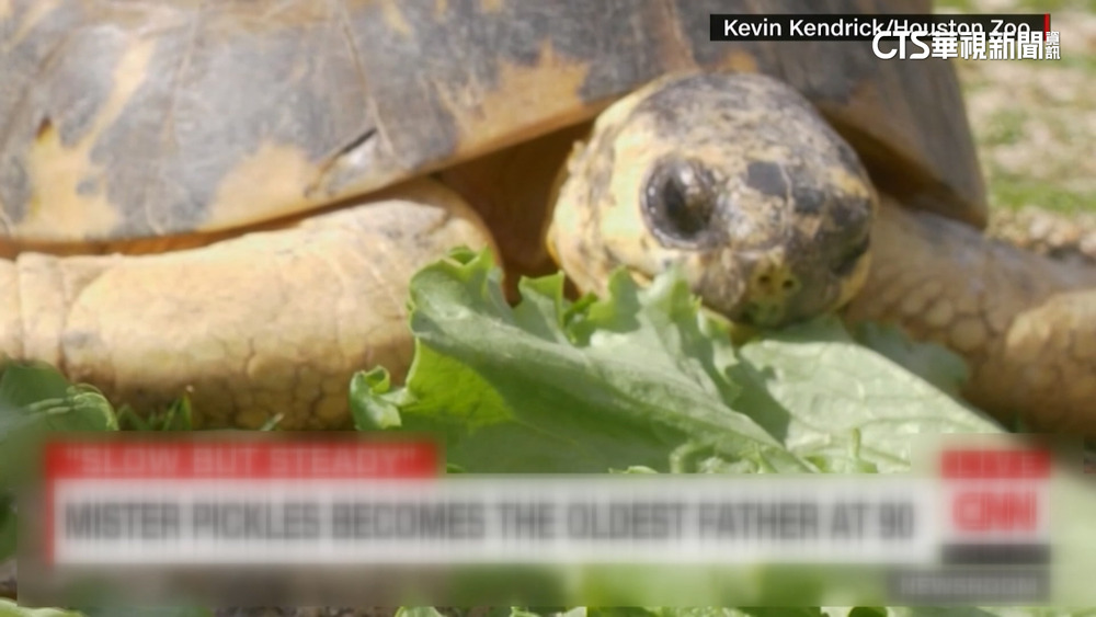 老當益壯！　美高齡90歲烏龜喜當三寶爸