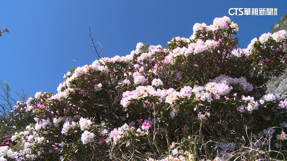 合歡山杜鵑花季　4/1~6/15續辦假日高乘載