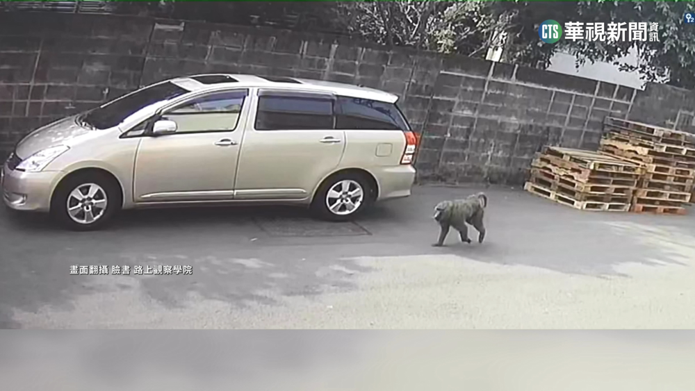 快訊》狒狒抓到了！農業局「1槍」結束狒狒逃亡之旅
