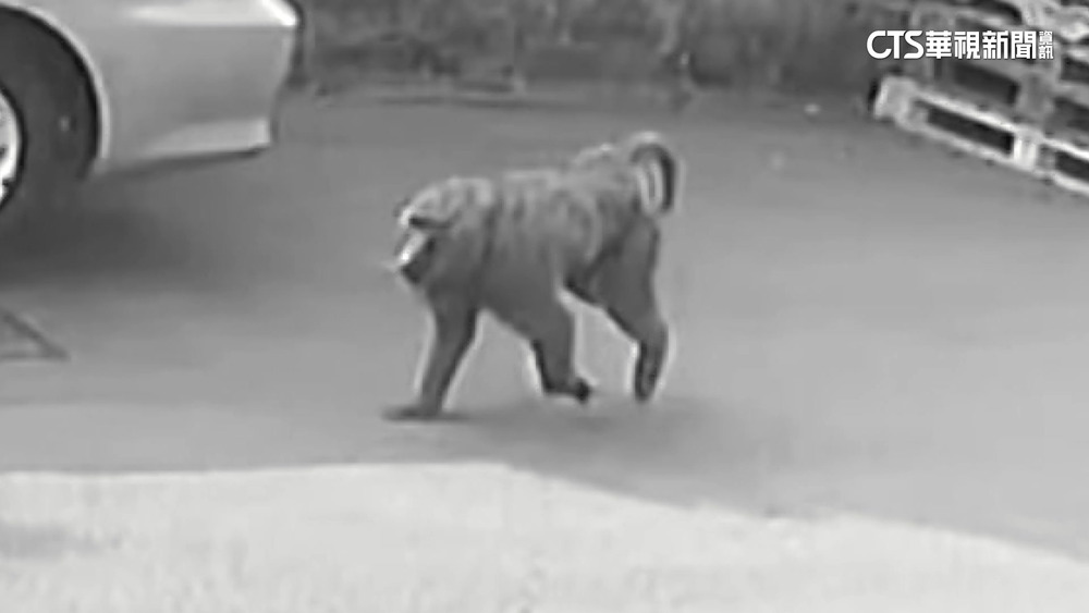 逃亡18天被逮！　狒狒傷重不治　疑遭獵槍打中
