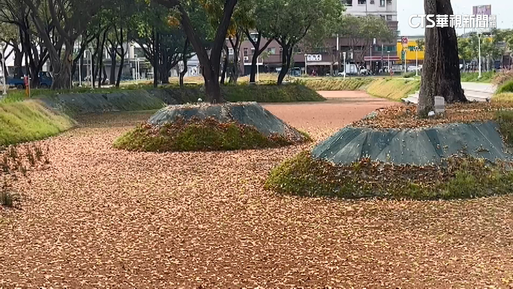 浮萍長滿滯洪池變陷阱？　不留意恐踩空落水