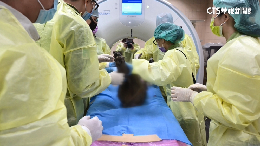 狒狒逃18天中槍亡　「沒晶片、身世謎」解剖釐清！