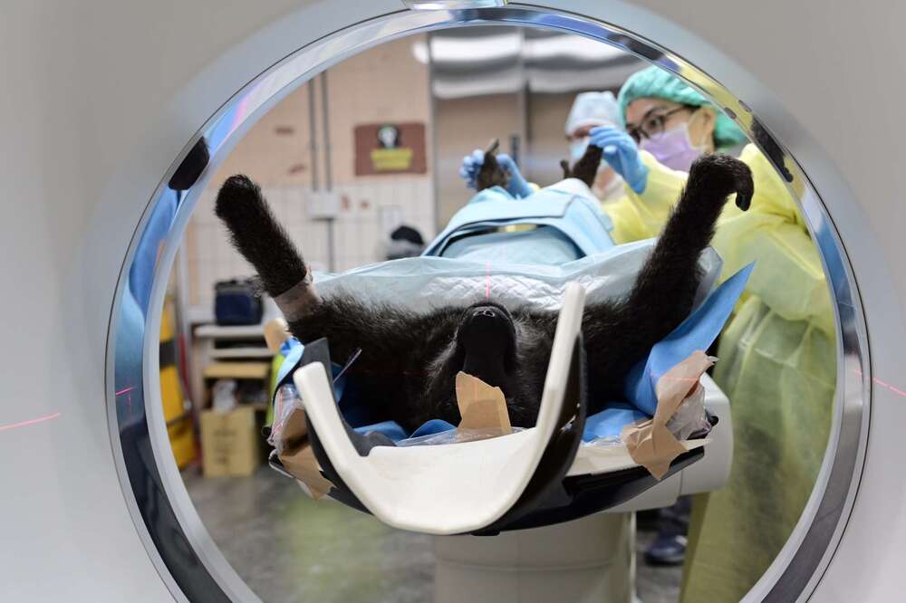 初步檢驗報告出爐！林務局：雌性東非狒狒「左胸及右背有明顯傷口」