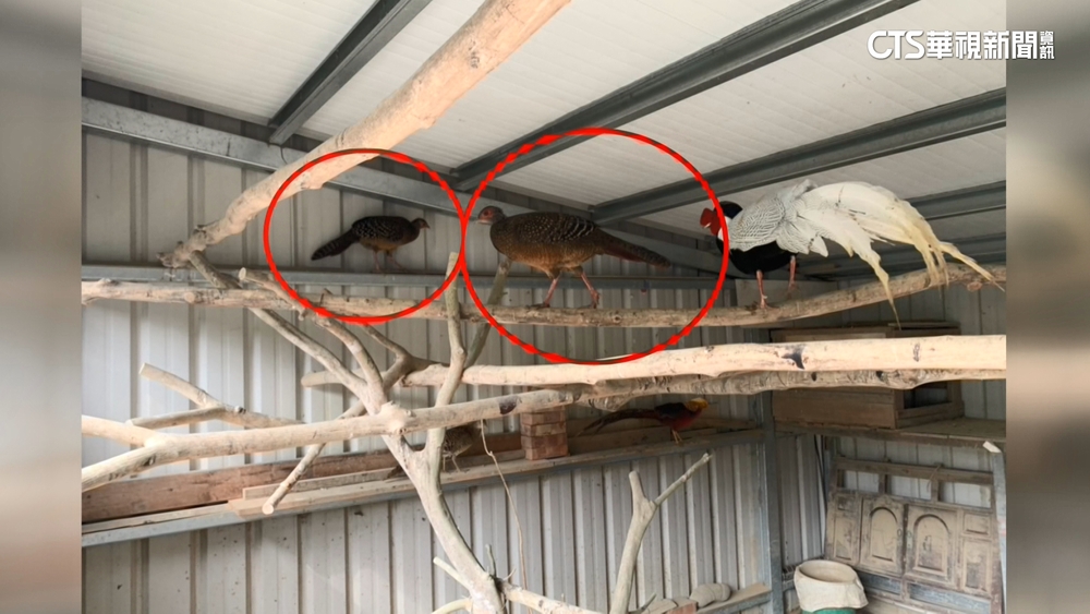 撿蛋私養二級保育「藍腹鷴」　沒通報恐罰30萬