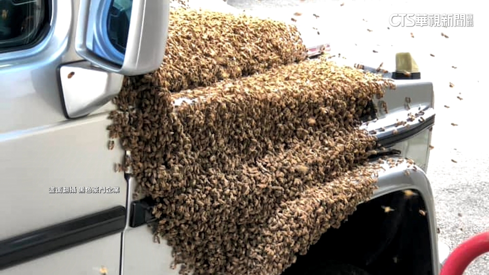 「蜂」狂黏車頭　牙醫趕開刀穿防護衣開車直奔台北