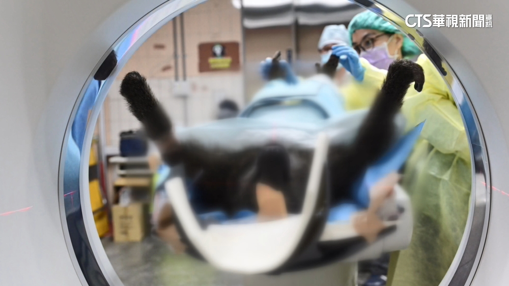 狒狒胸口中彈！　獸醫推測死因：心肺失血過多