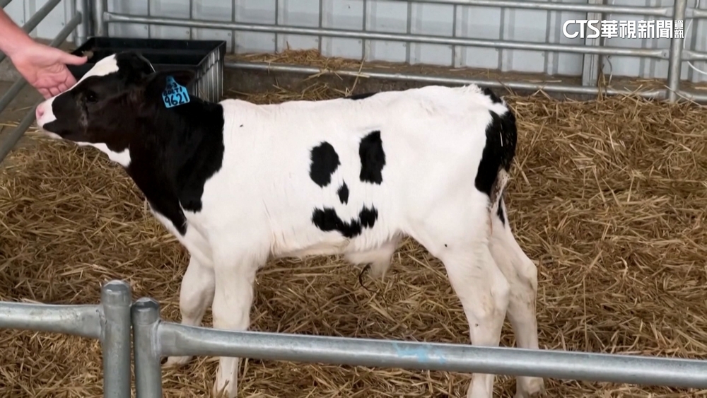 英國乳牛愛裝睡　主人親自提供「叫醒服務」