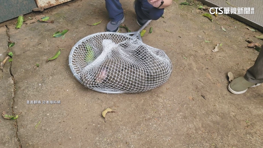 狒狒死於非命！律師揣摩狒狒心聲看哭網友　苦苓獻上祭文哀悼