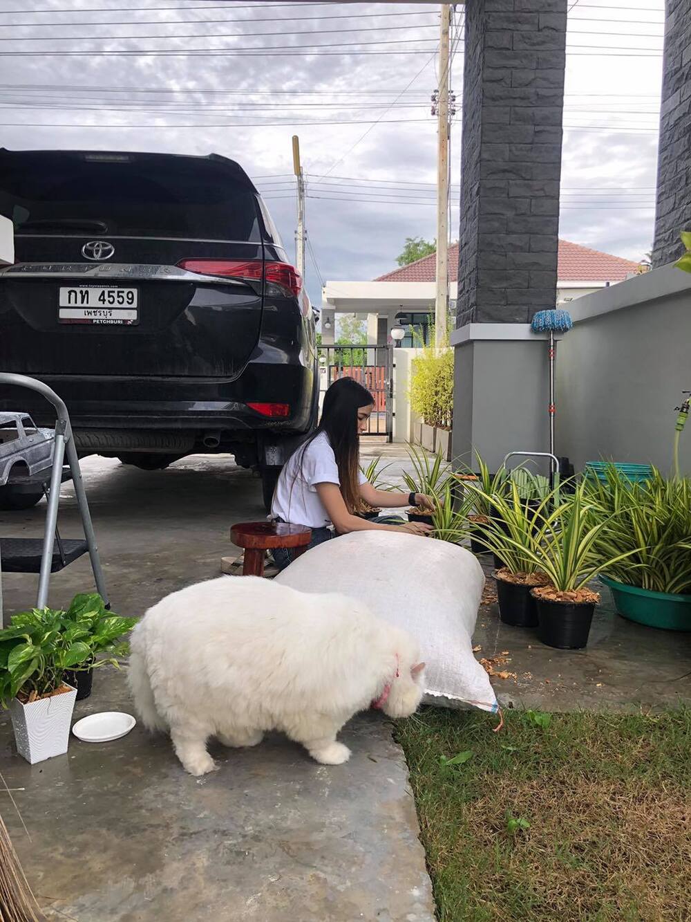 （圖/翻攝自มันนี่แมวหน้าเครียด 臉書）