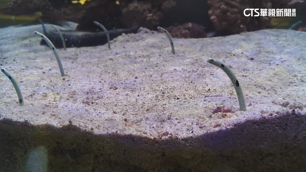 海科館明星總動員　花園鰻好害羞　養海參、海星當園丁