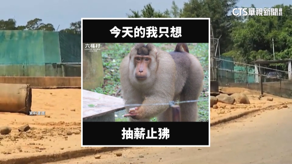 認「狒狒從園區脫逃」　六福村：結紮傷口吻合