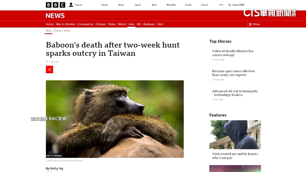 「狒狒之死」全台譁然　BBC.韓聯社也報導