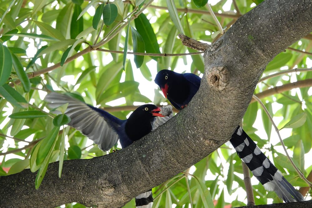 台灣藍鵲空襲警報！　北市動保處籲民眾勿干擾　最高可罰5年有期徒刑