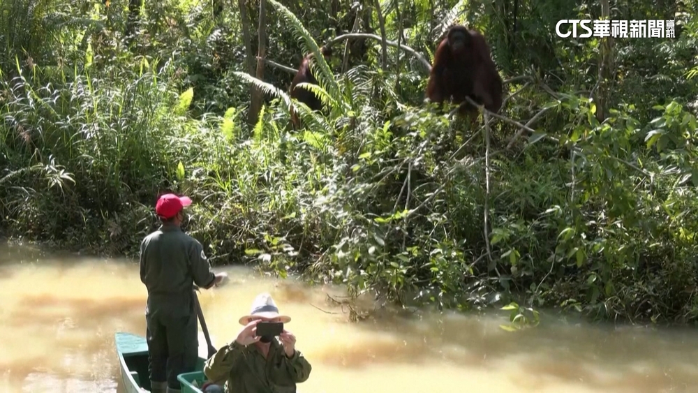印尼急建新首都「努山塔拉」　紅毛猩猩生存大戰