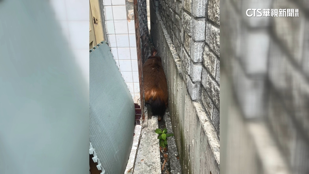 水鹿誤闖彰化民宅防火巷　鹿身卡窄巷不治