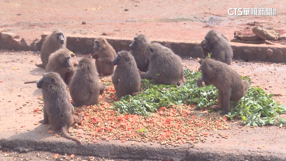 六福村狒狒吃完「整齊擺放」？　專家駁：隨手丟