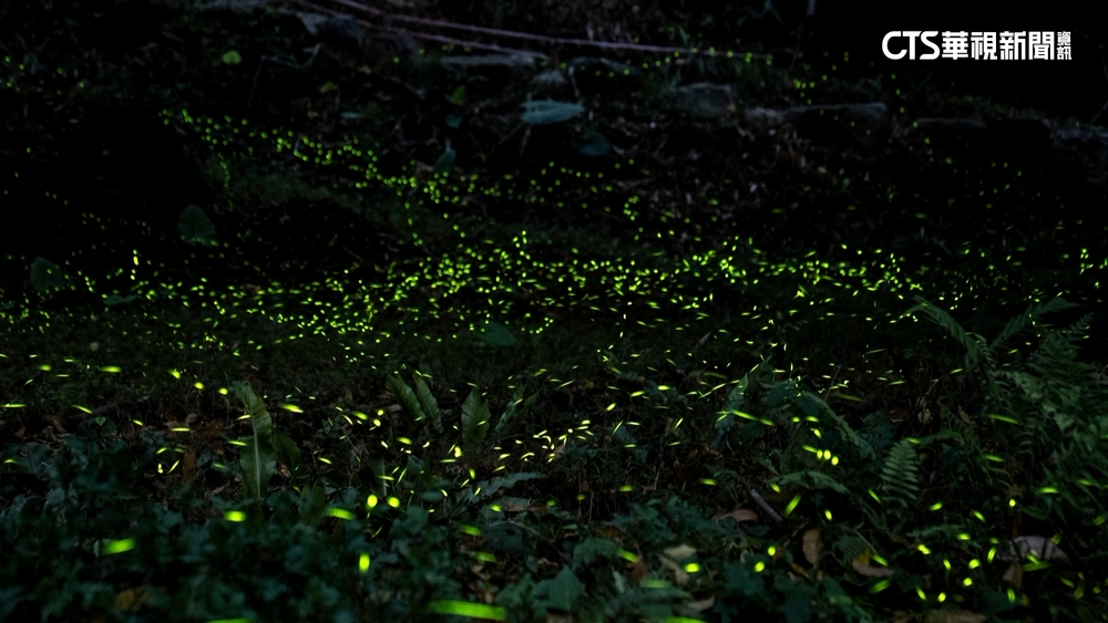 火金姑來了！　那瑪夏賞螢季　一閃一閃超浪漫