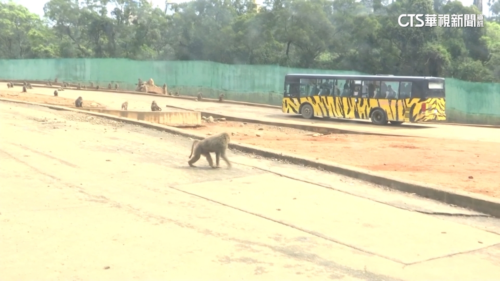 六福村狒狒脫逃身亡　林務局邀專家勘查安全設施