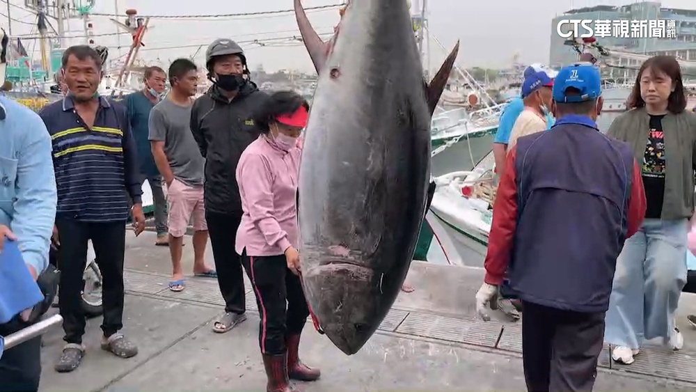 重逾180公斤「東港第一鮪」上岸！　估7號將拍賣