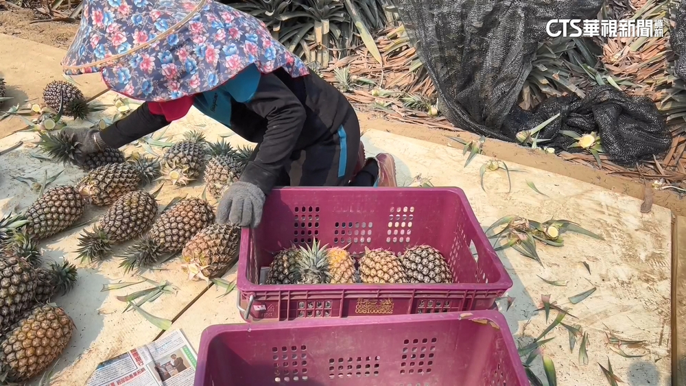 鳳梨豐收果農憂崩盤　農民喊話盼出手幫忙