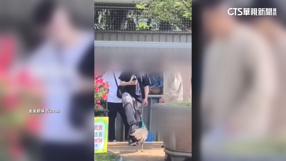 桃休閒農場孔雀遭2遊客「出腳圍攻」　民眾全氣炸