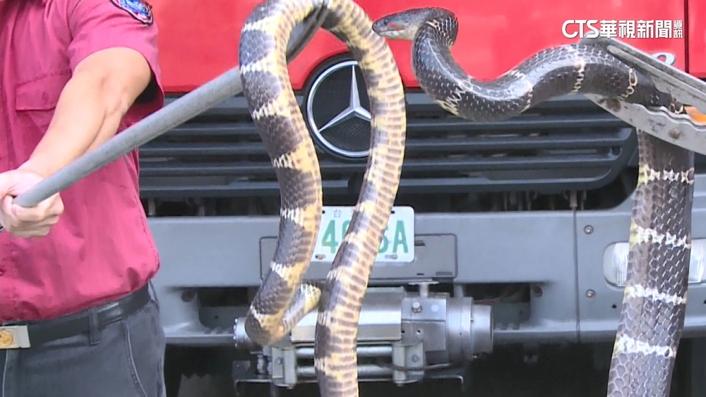 4月「被蛇咬」旺季！　龜殼花.赤尾青竹絲比例高