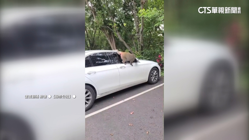 飛鳳山美猴王愛照鏡　百萬名車後照鏡被拔走