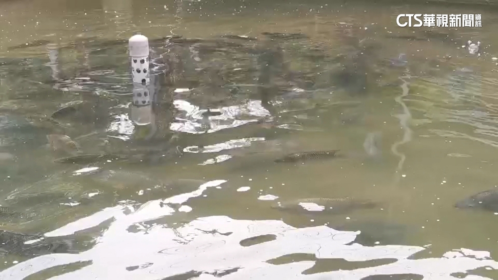 連假Day4北部旅遊夯！　石門水庫活魚街排人龍