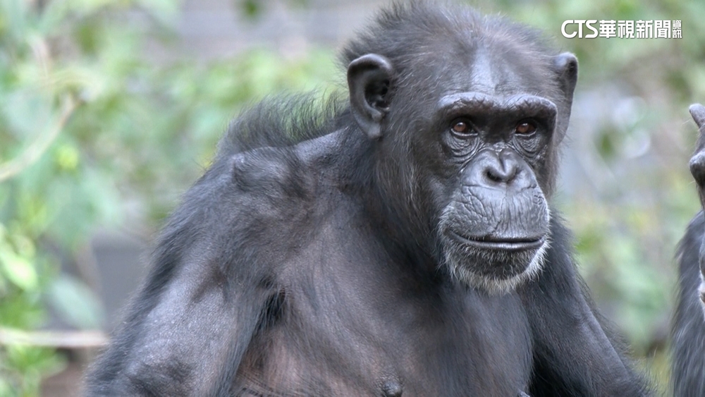 帶小孩拿食物狂丟黑猩猩　動物園：行為已觸法