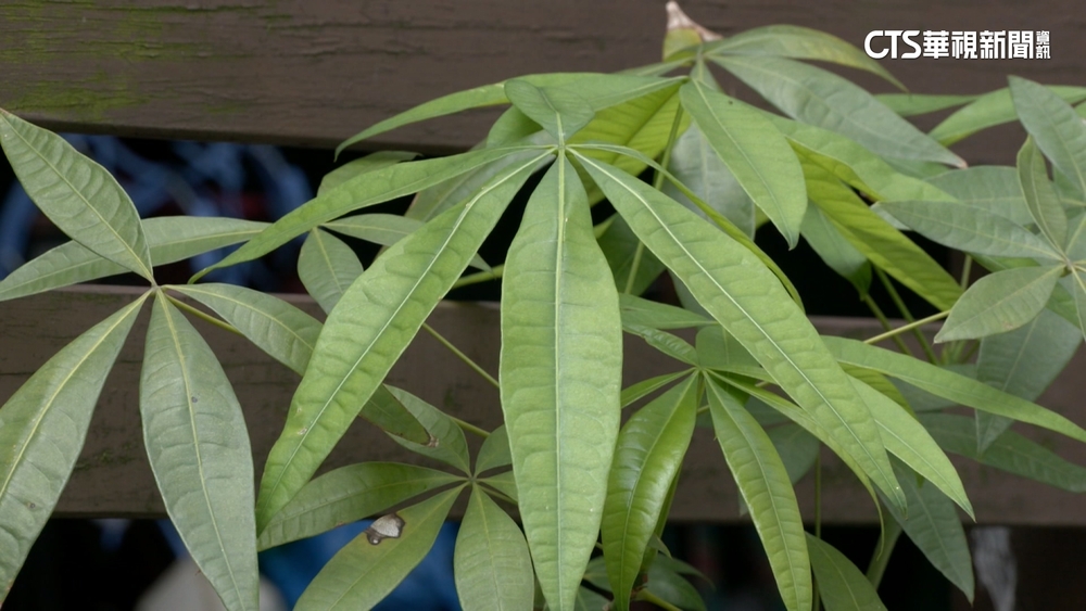 枯葉誆大麻賣！　男遭活逮辯稱「為父籌醫藥費」