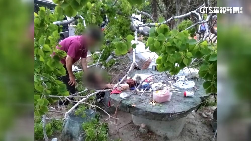 公園路樹疑白蟻侵蝕　倒塌壓傷民眾