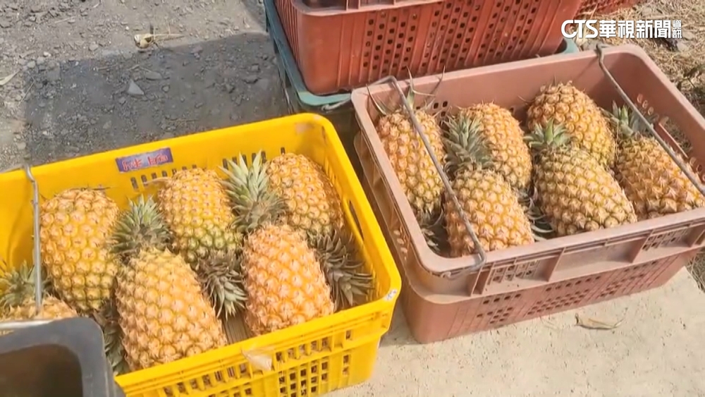 「芒果鳳梨」種苗外流中國　農糧署：小偷難查證
