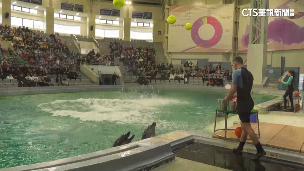 烏克蘭海豚「難民」　移居羅馬尼亞找到新舞台