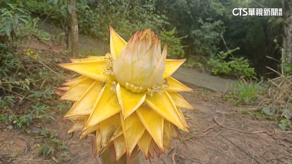 頭份百年土地公廟藏仙花　「地湧金蓮」綻放