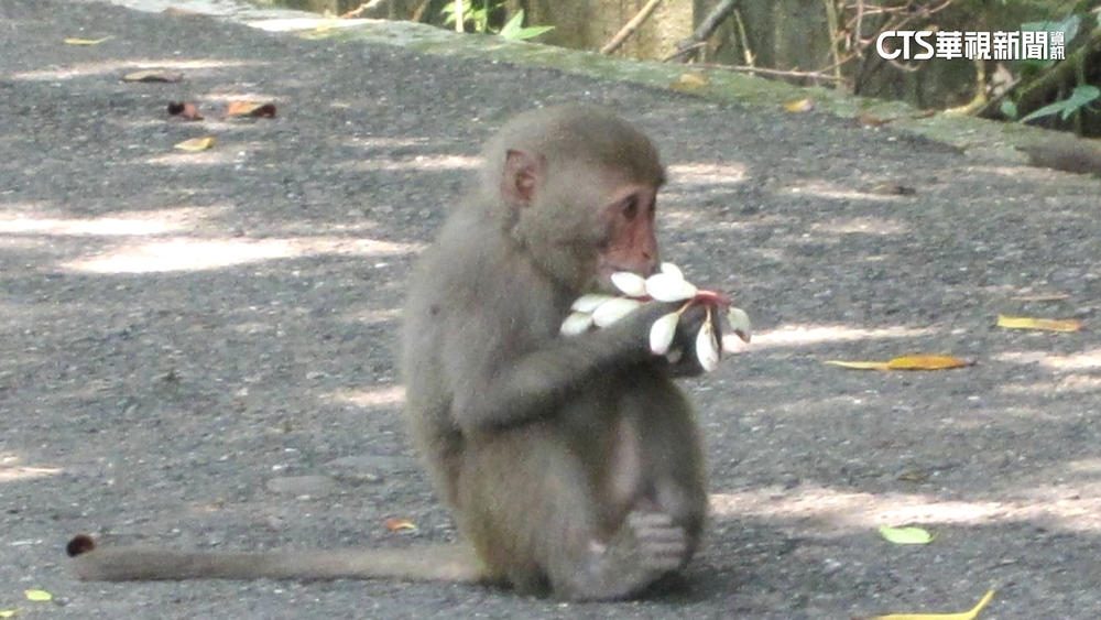 食物不夠吃？　阿里山滿開櫻花被獼猴狂啃