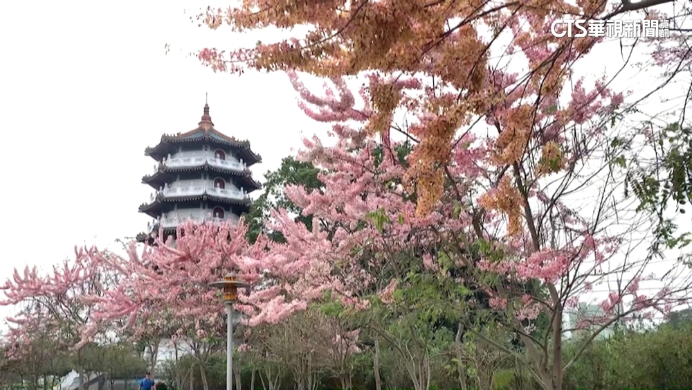 黃色花旗木配中國風塔樓　成彰化二水秘境