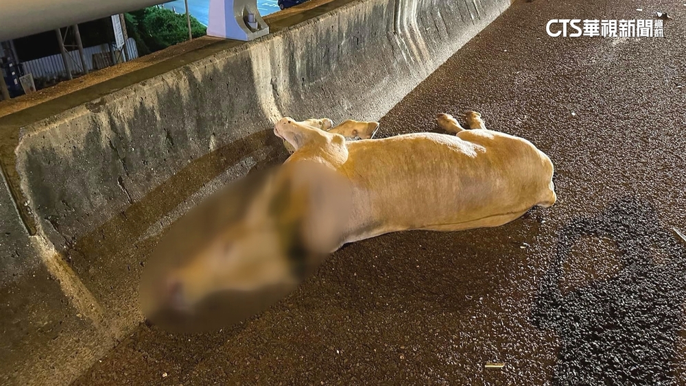 國道上有牛！　逆向逛大街遭撞亡　釀2車擦撞1人傷