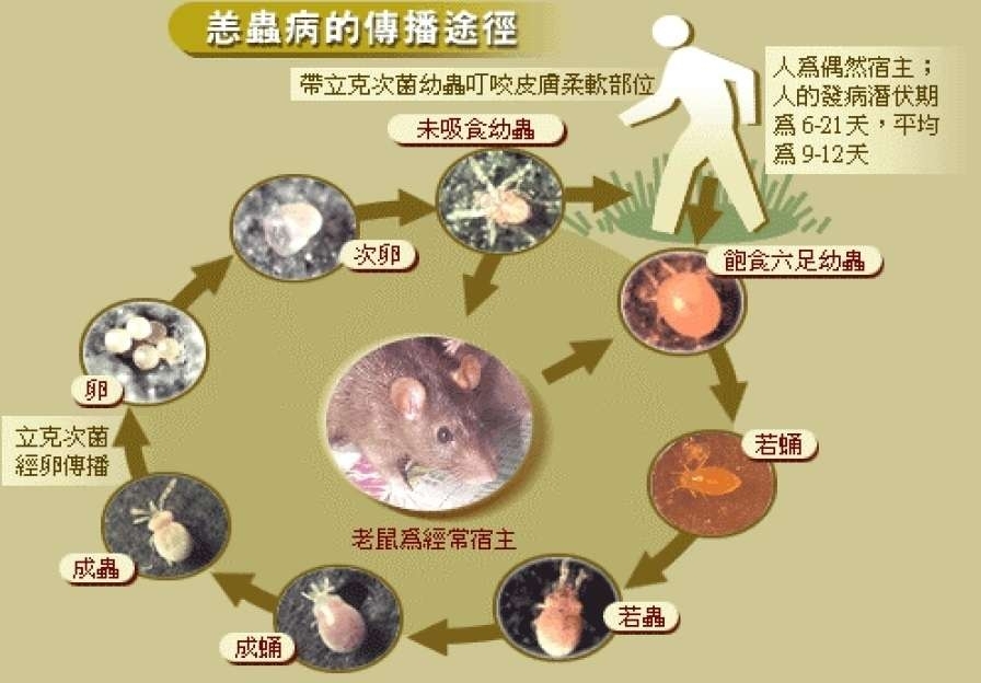 恙蟲病的傳播途徑。圖源：金門縣政府。 高雄市立民生醫院 提供