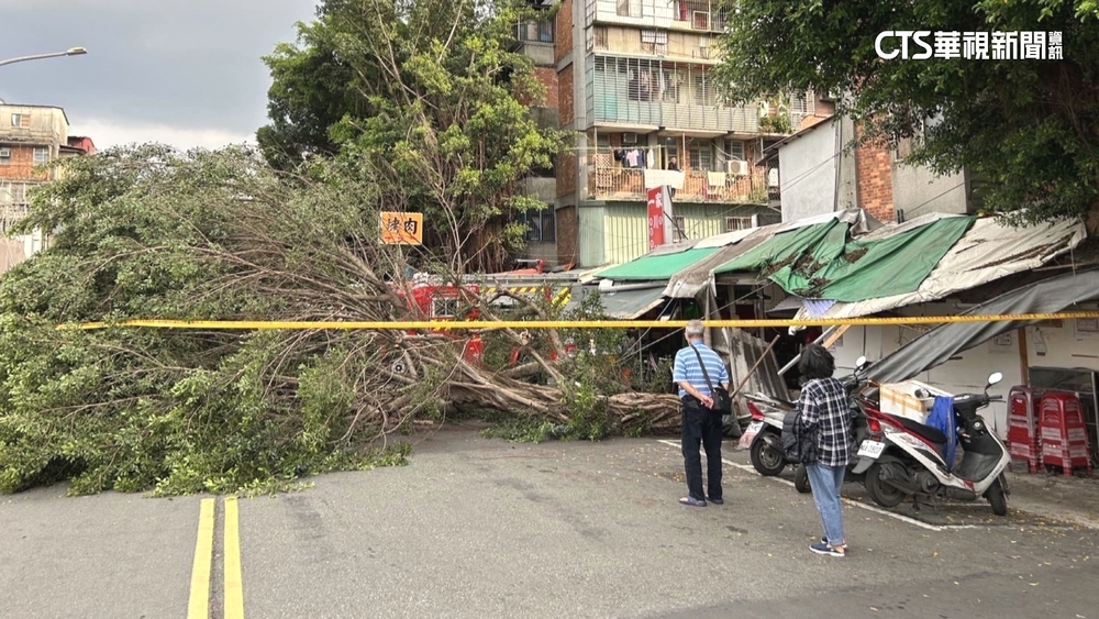12米高路樹突倒塌　無辜女騎士遭砸中送醫