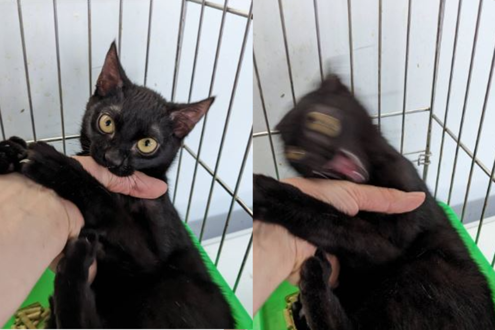 收容所官網出現「殘影黑貓」照 網笑歪：把你阿嬤賣掉！