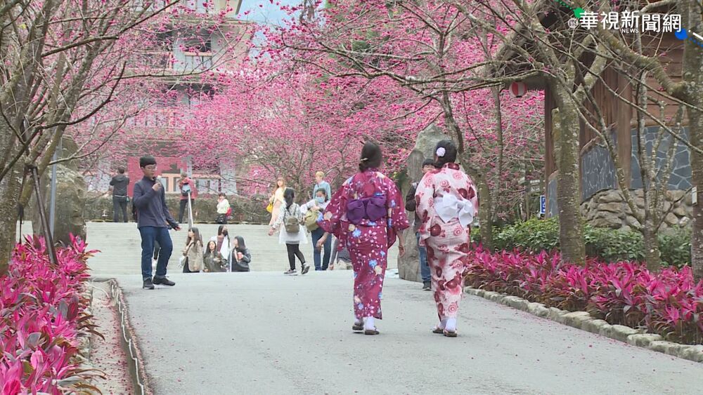 櫻花季擠爆！日本旅遊還剩哪裡是淨土？網友狂推這「2地區」