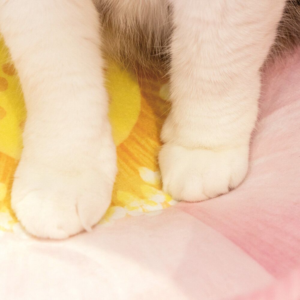 圖片翻攝自 Felissimo International Limited 臉書