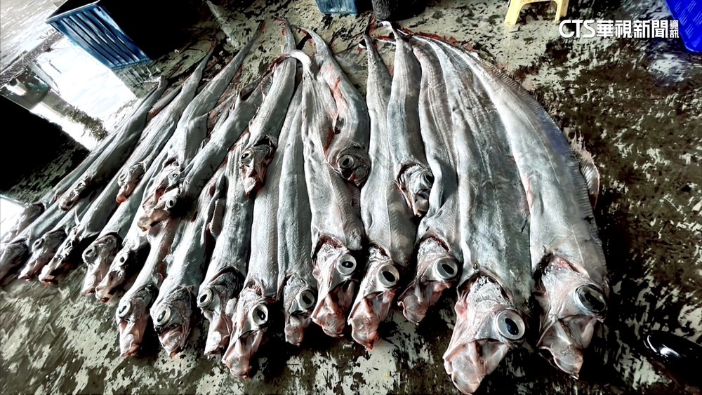 軍演驚擾？天災發生？　台東漁民捕獲大量「地震魚」