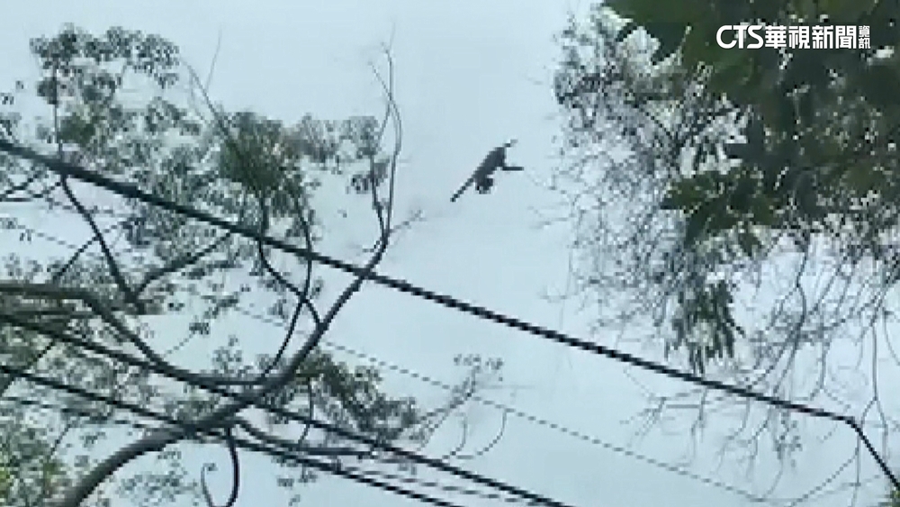 竹縣「飛天猴」出沒？　猴群林間跳躍如同「跑酷」