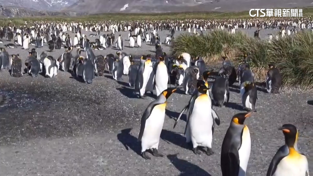 耗時15年！　醫師朱建銘完整記錄18種企鵝