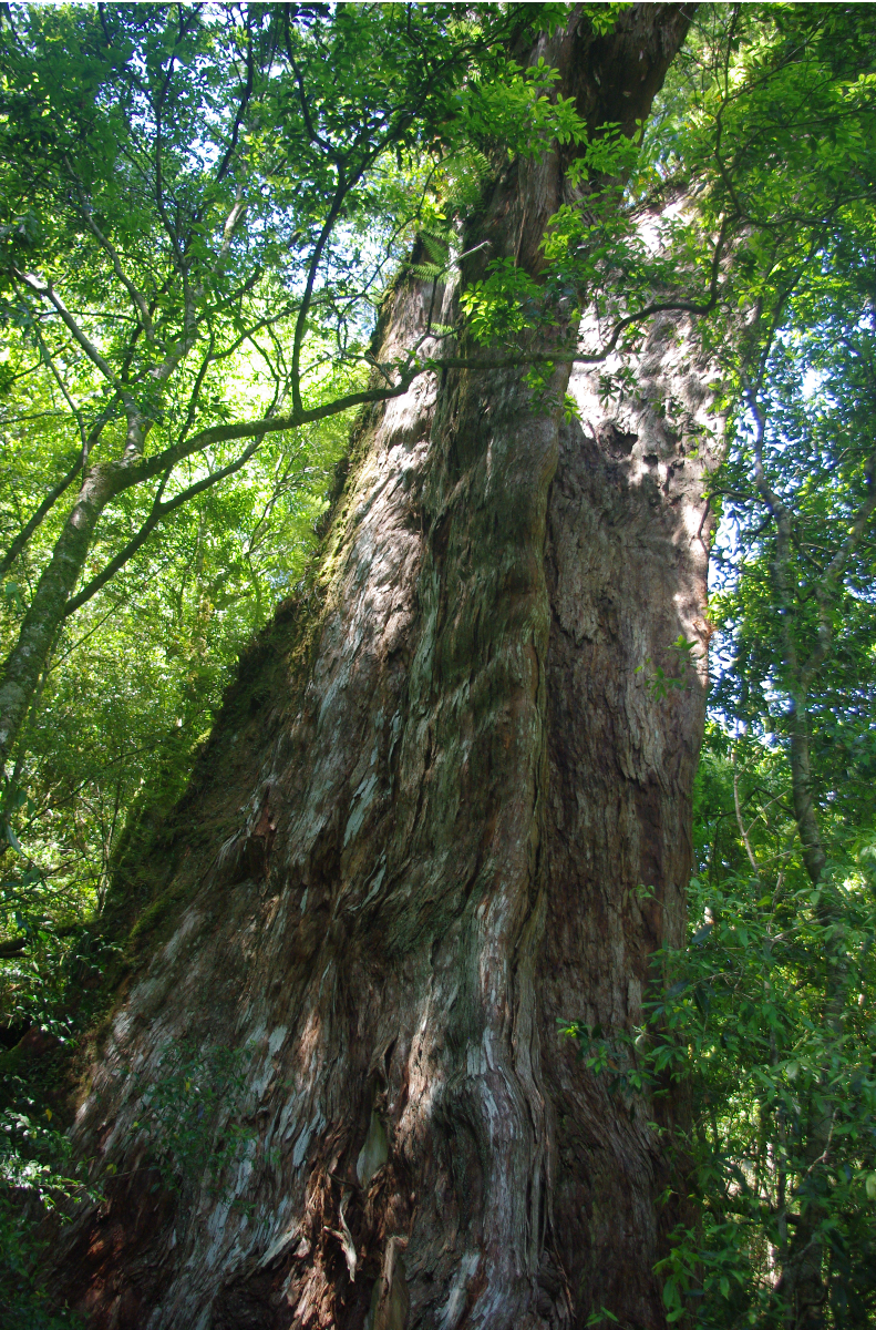 國家森林遊樂區10大巨木樹齡排行出爐 拉拉山巨木樹齡大縮水