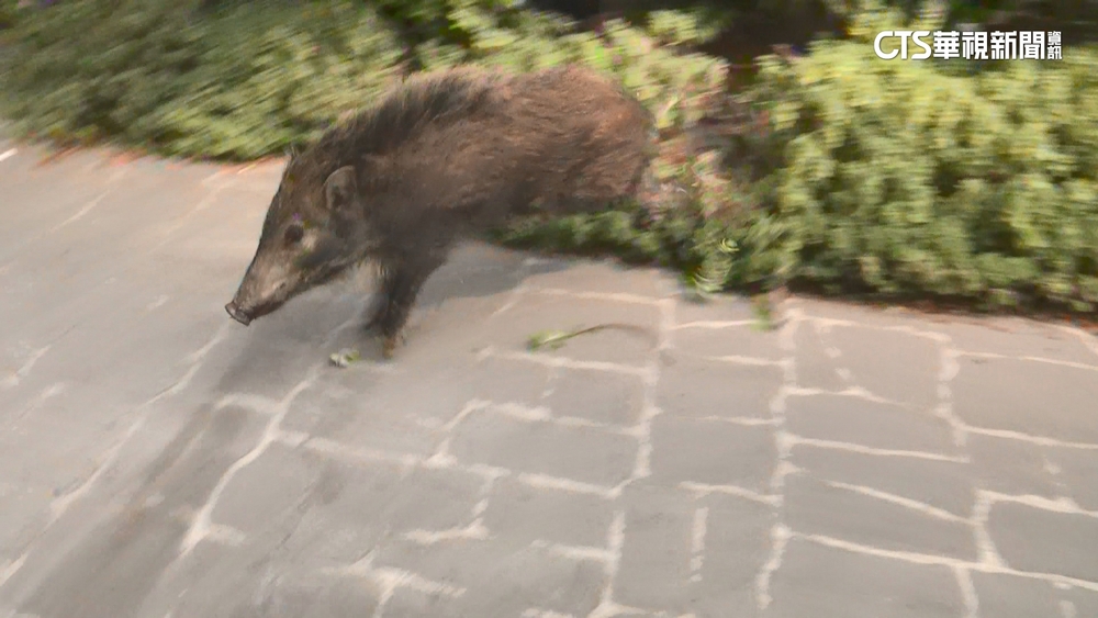 市區有山豬！　闖服飾店花圃　店員嚇到躲至凌晨下班