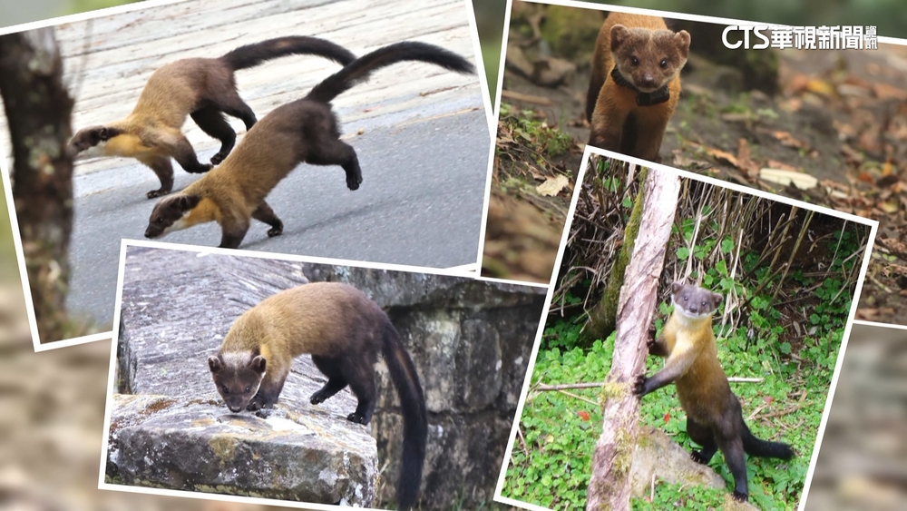 黃喉貂罕見「雄性結盟」　集體出沒玉山塔塔加