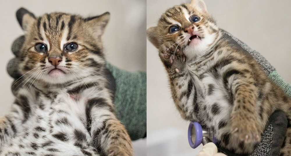 北市動物園石虎寶寶歡慶滿月 龍鳳胎首次健檢萌度破表