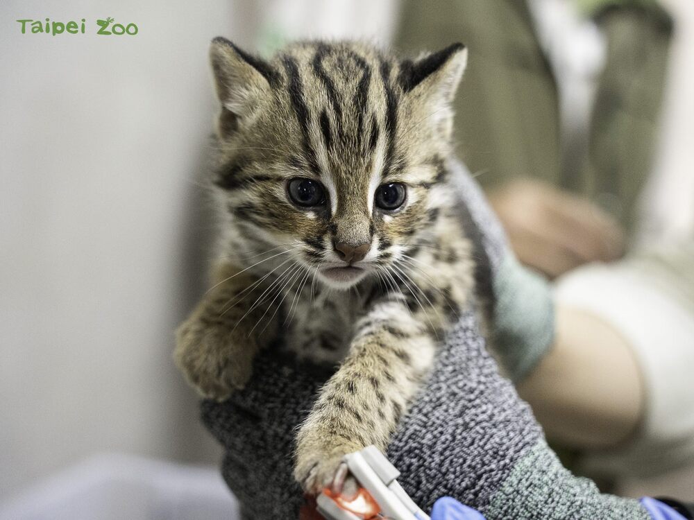 石虎「春捲」在3月6日平安誕下兩隻石虎寶寶（男生） / 圖文來源 台北市立動物園